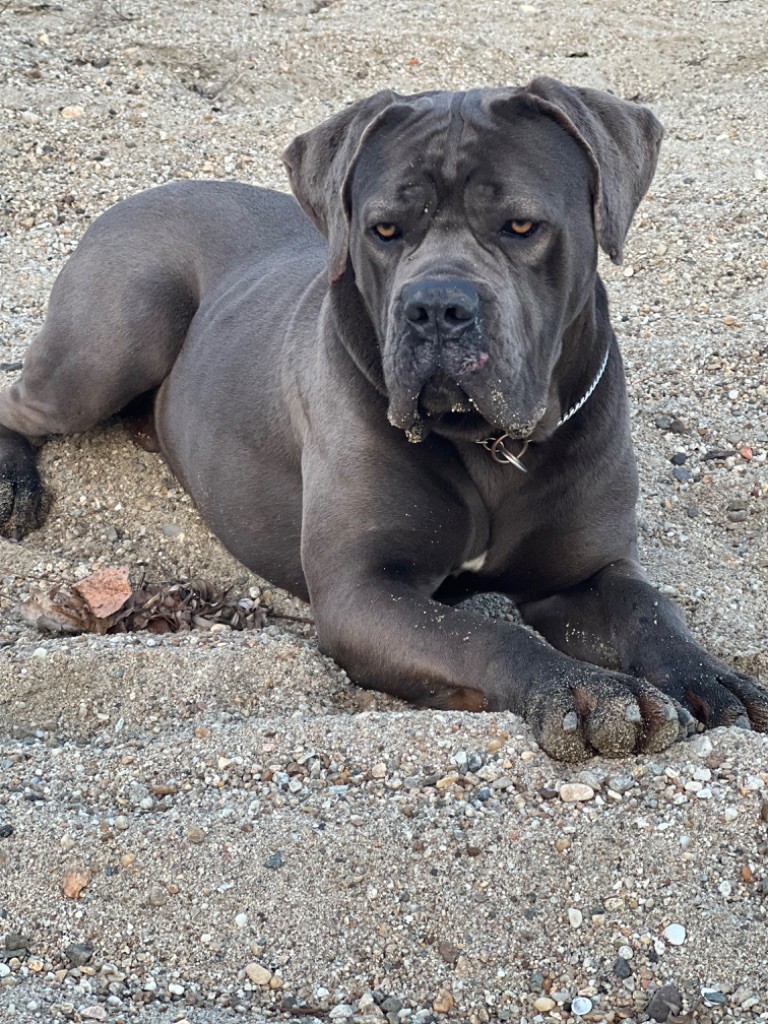 CH. Drago guardiano della montagna
